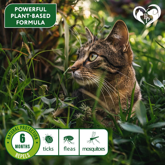 Natural Flea & Tick Collar for Cats 6 Months Control of Best Prevention & Safe Treatment anti Fleas and Ticks Essential Oil Repellent (1 Pack)