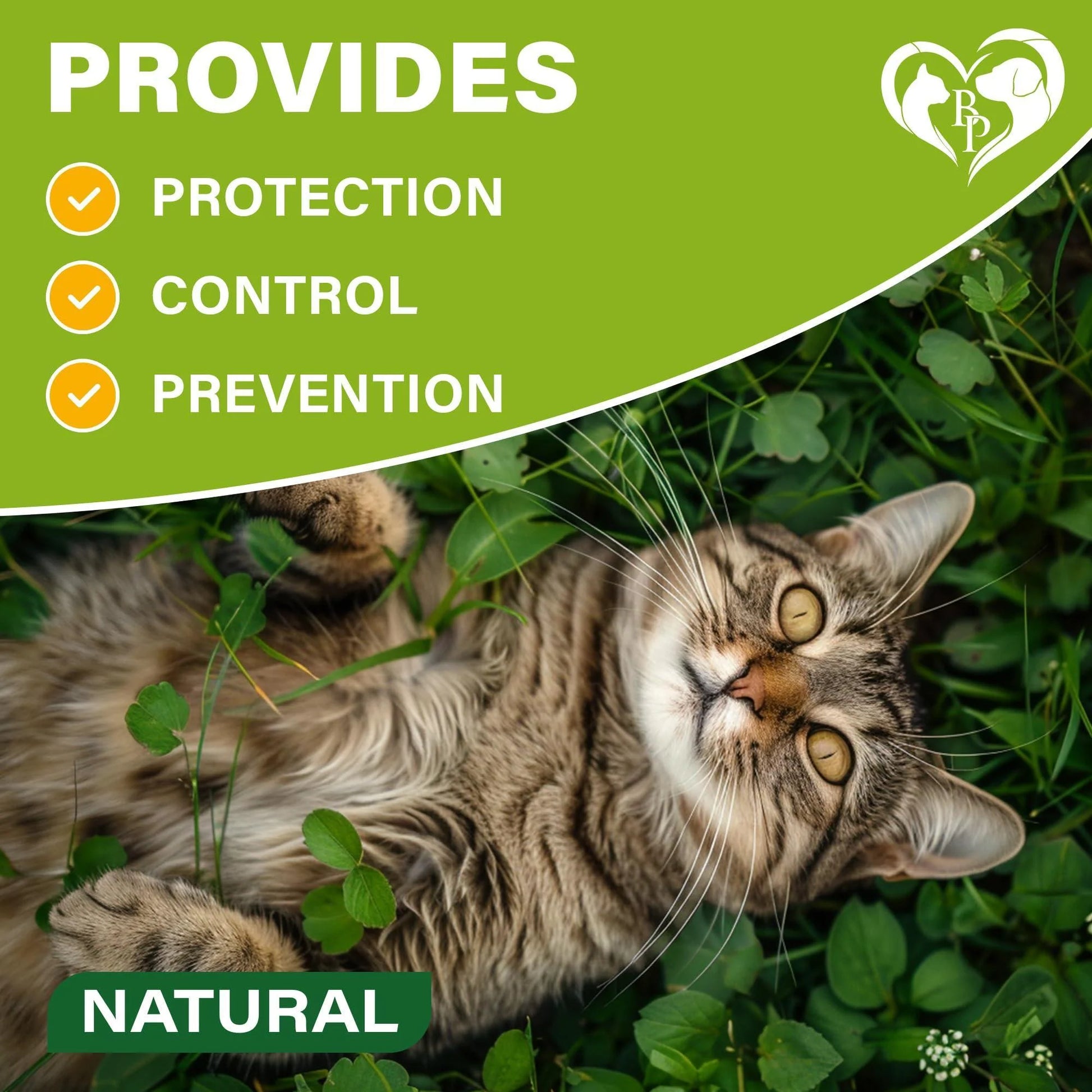 Natural Flea & Tick Collar for Cats 6 Months Control of Best Prevention & Safe Treatment anti Fleas and Ticks Essential Oil Repellent (1 Pack)